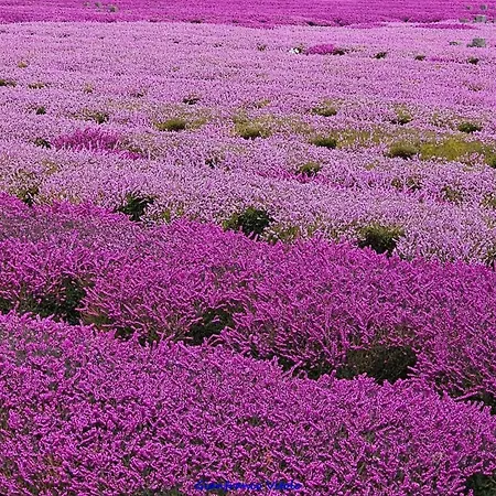 빌라 Montegolo, Graziella *